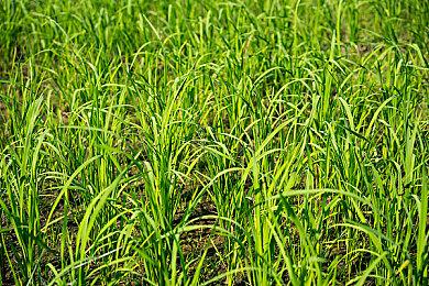 《匹诺曹的谎言》官方人物角色设定公开 匹诺曹之父现身